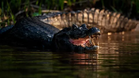 5 ชีวิตรอดตายเครื่องบินตกในป่าอเมซอน อยู่กลางบึงจระเข้นานเกือบ 2 วัน