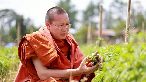 พริกราคาตก เกษตรกรภาคเหนือน้ำตาซึม  “พระครูอ๊อด” รับซื้อแจกชาวบ้านกว่า 20 ตัน 