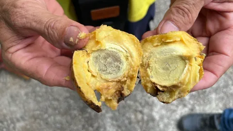 7 นทท.รัสเซีย แน่นหน้าอกอาเจียนหลังกินผลไม้ป่า อุทยานธรรมเขานาในหลวง