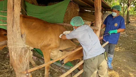 พบสปอร์ 2 จุด เชื้อแอนแทรกซ์ เร่งขยายผล เฝ้าระวังอีก 98 คน