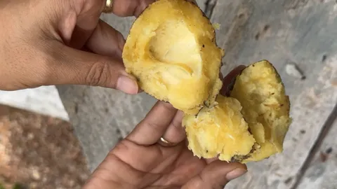 นักท่องเที่ยวกินผลไม้ป่าเข้า รพ. พบเป็น "ผลจันดง" เร่งส่งข้อมูลตรวจสอบพิษ