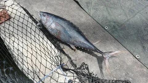 หนุ่มโชเฟอร์ดวงซวย ถูกปลาโอหนักกว่า 40 กิโล ตกใส่หัวบาดเจ็บ