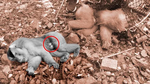 ดราม่าการุณยฆาต ไมเคิล ลิงจ่าฝูง เขาตังกวน จ.สงขลา หมอไม่รักษาต่อ