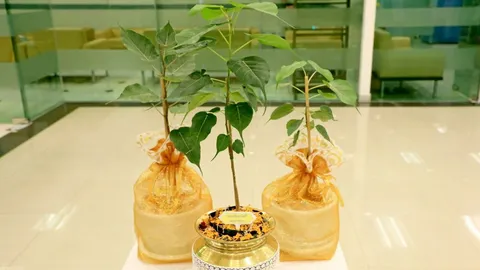 “ในหลวง” พระราชทานปลูก 77 จังหวัด พระศรีมหาโพธิทศมราชบพิตร ในวันวิสาขบูชา