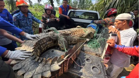 ชาวบ้านผวา พบจระเข้ยักษ์หนัก 410 กิโลกรัม บุกสวนปาล์มมาเลเซีย (คลิป)