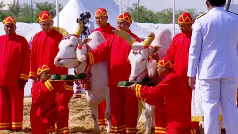 วันพืชมงคล 2568 เปิดคำทำนายจาก "พระโคเสี่ยงทาย" หลังกินน้ำ หญ้า เหล้า