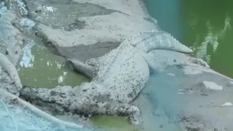 ย้ายซาก "จระเข้" ตาย พ้นบึงสีไฟ หลังเริ่มเน่า ส่งกลิ่น ตัวอื่นกัดกินซาก