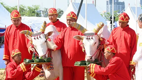 พระโคเสี่ยงทาย ทํานายนํ้ำท่าบริบูรณ์ ในพิธีพืชมงคล เลือกกิน 3 อย่าง นํ้า-หญ้า-เหล้า