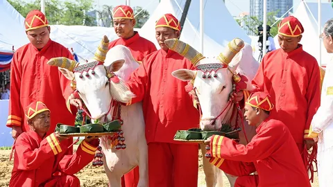 พระโคเสี่ยงทาย