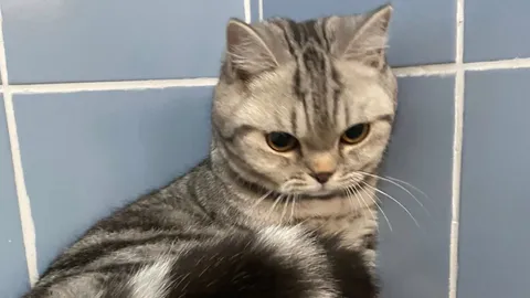 เจอแล้วเจ้าของ "แมวพลัดหลง" ผู้กองเตรียมเรียกค่าปรับ ข้อหาพยายามสวบเจ้าพนักงาน