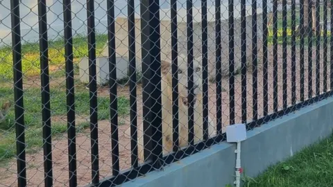 บุกจับชาวออสเตรเลีย ปล้นเพื่อนร่วมชาติ 21 ล้านบาท ผงะพบ "สิงโต" 2 ตัว ในบ้าน