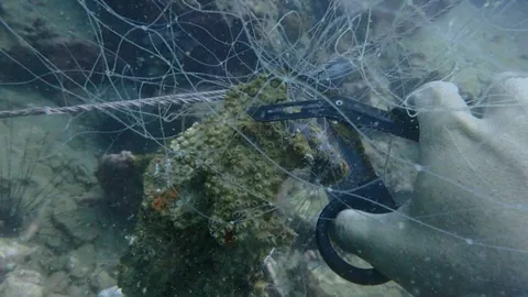 นักท่องเที่ยวดำน้ำเกาะดังชุมพร เจออวนประมงทำแนวปะการังเสียหายจำนวนมาก