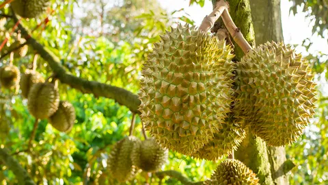 กรรมของเกษตรกรไทย!!