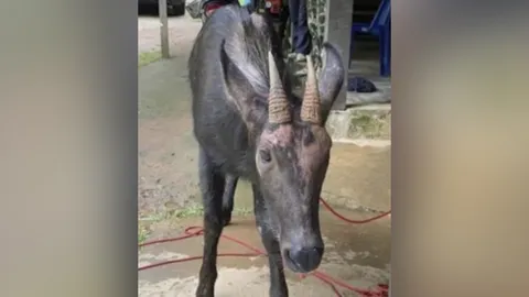 เจ้าหน้าที่พบ "เลียงผา" สัตว์ป่าสงวนถูกยิงบาดเจ็บ โร่แจ้งความหาคนทำมาดำเนินคดี