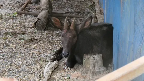 สัตวแพทย์อัปเดตอาการ "เลียงผา" ขาเจ็บ ยังคงอ่อนเพลีย จ่อส่งตัวไปรักษาต่อที่ รพ.