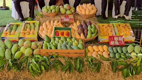ขอนแก่นจัดใหญ่ Mango Khonkaen Festival 2025 ฉลอง "มะม่วงน้ำดอกไม้สีทอง" ขึ้นทะเบียน GI