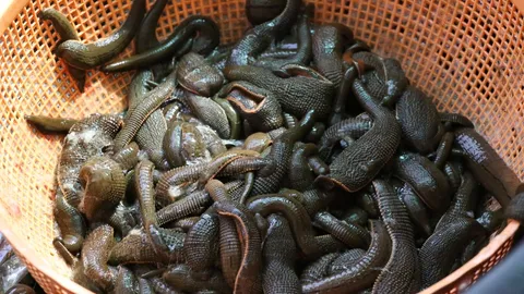 โอกาสทองหน้าฝน หมู่บ้านปริศนา ล่าปลิงแปรรูปส่งขายจีน กิโลกรัมละ 1,000 บาท