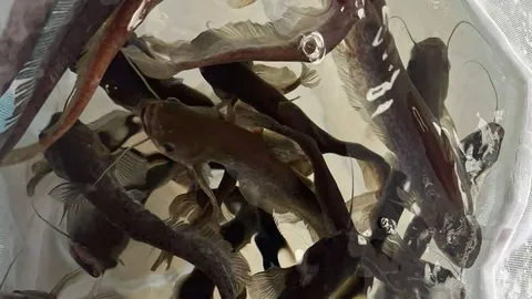 "ปลาชะโอน" ปลาดาวรุ่ง สัตว์น้ำจืดเศรษฐกิจชนิดใหม่