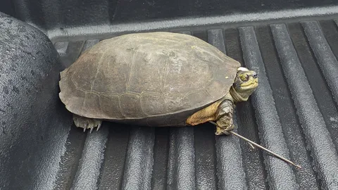 "ศูนย์อนุรักษ์พันธุ์เต่าทะเลกองทัพเรือ" เร่งช่วยชีวิต "เต่า" ถูกฉมวกแทงปักอก