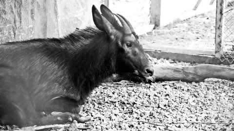 สุดยื้อ "เลียงผา" เชียงดาวตายแล้ว สาเหตุกล้ามเนื้อสลาย-ติดเชื้อในกระแสเลือด