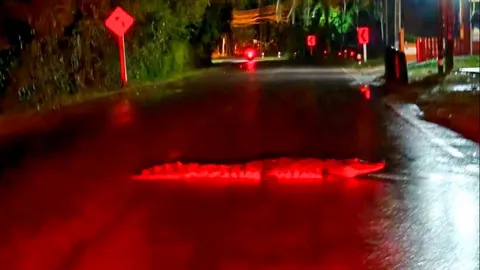 จ๊ะเอ๋นุด จระเข้โผล่นอนขวางถนน หันไปสบตารีบหนีเข้าป่าข้างทาง