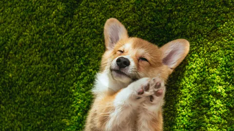 150 ไอเดียตั้งชื่อหมากวนๆ น่ารักๆ สองพยางค์ ความหมายดี ไม่ซ้ำใคร