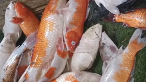 กฟภ. เมืองเพชรบูรณ์ แจงดราม่า ตัดไฟบ้านหนุ่มเลี้ยงปลาคาร์ป สุดท้ายตายยกบ่อ