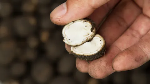 เห็ดเผาะ ทําอะไรกินได้บ้าง รู้จักเห็ดหากินยาก แต่ประโยชน์มหาศาล