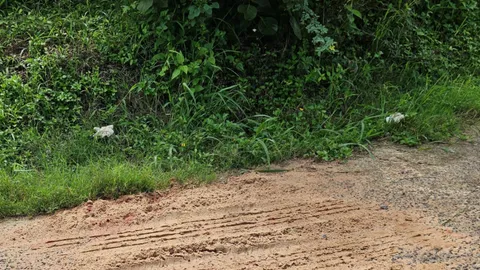 ลูกชายทำใจไม่ได้ สุนัขเพื่อนบ้านรุมกัดพ่อวัย 60 ปี ดับ บอกนี่ไม่ใช่ครั้งแรก