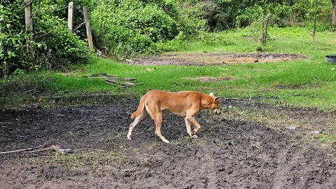 ฝูงหมาเพชฌฆาต ขย้ำโหดลุงวัย 60 งับคอเหวอะ ทุรนคาถนน