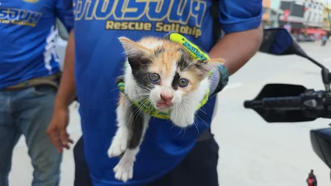 ชนสนั่น กระบะจอดช่วย "ลูกแมว" โผล่กลางถนน คันหลังเบรกไม่ทัน พุ่งเสยท้ายพังยับ