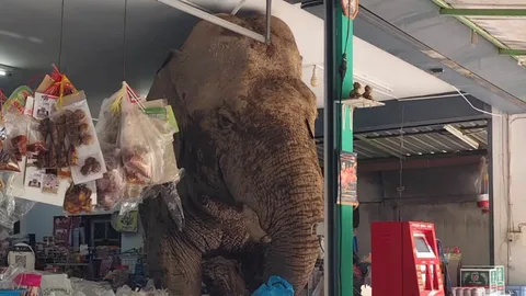 ชาวท่ามะปรางค์ระทึก ลูกค้าขาใหญ่ "พลายเบี่ยงเล็ก" บุกร้านขายของชำ เหมาขนม