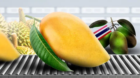 เวียดนามยึดตลาดจีน “มะม่วงไทย” หล่นบัลลังก์ ยอดส่งออกหาย 70% จีนเทใจ ราคา-คุณภาพ ให้เวียดนาม