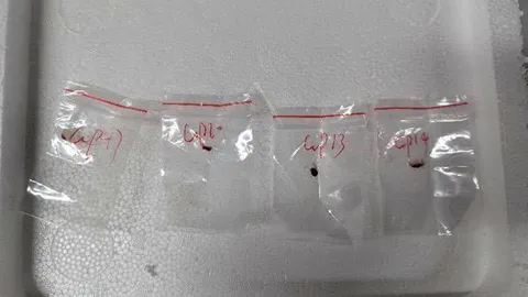 จับ 2 ชาวจีน ลักลอบนำ “เชื้อราอันตราย” เข้าสหรัฐฯ อ้างเอามาศึกษา