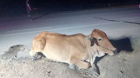 วัววิ่งตัดหน้ากระบะ ถูกชนนอนร้องไห้ก่อนสิ้นใจ จี้เจ้าของวัวรับผิดชอบรถพัง