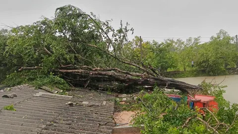 พ่อแม่ช็อก พายุพัดต้นไม้ใหญ่ล้ม ทับเด็ก 10 ขวบนอนเล่นในบ้านดับสลด