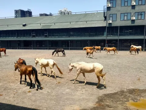 ตามหาม้าเหงื่อโลหิตในตำนาน ในซินเจียงอุยกูร์