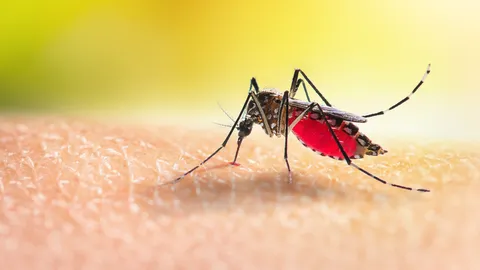 ไข้เลือดออก 2568 เช็กอาการไข้เลือดออก เกิดจากอะไร การป้องกัน รักษา กี่วันหาย