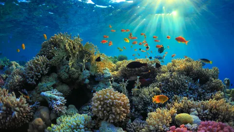 โลกใต้น้ำกำลังดับแสง ส่อวิกฤตโซนมีชีวิตในมหาสมุทร และผลกระทบที่มีต่อโลกอย่างมากมาย