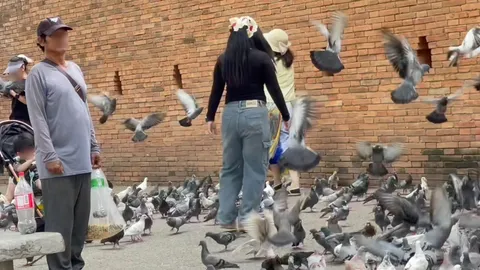 ยิ่งจับยิ่งขาย แก๊งขายอาหารนกพิราบ ประตูท่าแพ ปรับหนัก 2 พัน แต่ได้วันละหลายพัน