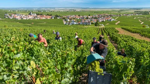 ฝรั่งเศสเปิดโปงการค้ามนุษย์ในกลุ่มคนงานเก็บองุ่นผลิตแชมเปญ