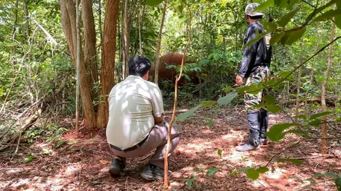 เจ้าหน้าที่เฝ้าติดตาม ช้างป่าเขาใหญ่ "พลายเบี่ยงเล็ก" หลังพบรอยแผลคล้ายถูกยิง