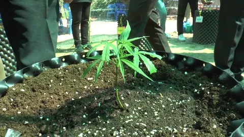 วิสาหกิจชุมชนฯ บุรีรัมย์ ไม่เห็นด้วยดึงกัญชากลับเป็นยาเสพติด แนะรัฐบาลเร่งปราบยาบ้า