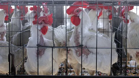 กัมพูชาพบผู้ติดเชื้อไข้หวัดนก H5N1 รายที่ 7 ในปี 2025