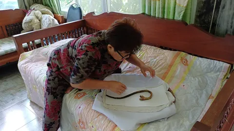 ซากงูเห่า 2 หัว เจ้าของบ้านเจอซุกในตู้เสื้อผ้า ตัวยังนิ่ม เชื่อมาให้โชค