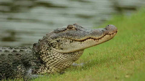 ฟลอริดาเริ่มแล้ว สร้างศูนย์กักขังผู้อพยพ กลางแหล่งจระเข้-งูหลามพม่า