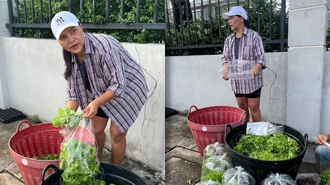สุนารี ราชสีมา ไม่หมิ่นเงินน้อย เก็บผักที่ปลูกมาขาย ถุงใหญ่แต่ราคาถูกมาก
