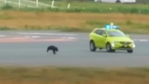 ไล่จับหมีบนรันเวย์  ทำสนามบินญี่ปุ่น ยกเลิกเที่ยวบินกว่า 10 เที่ยว