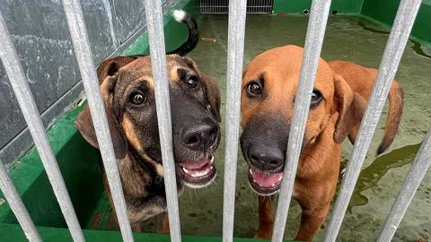 "โลกใบใหม่" หมา-แมว มหานครจรจัด