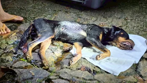 สลดใจ ร็อตไวเลอร์ 4 ตัวถูกทิ้งกลางป่าบ้านแม่กำปอง ตากฝน-หิวโซกว่า 5 วัน